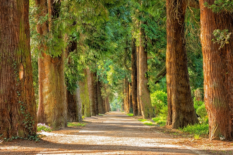 No  preciso ir longe: Filmes de natureza melhoram sua autoimagem