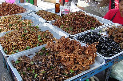 Carne cultivada em laboratrio ou carne de insetos? O que  melhor?