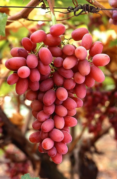 Suco de uva com mais resveratrol  to bom quanto vinho tinto