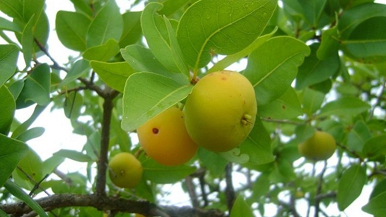 Como a vitamina C pode ajudar a reter a massa muscular