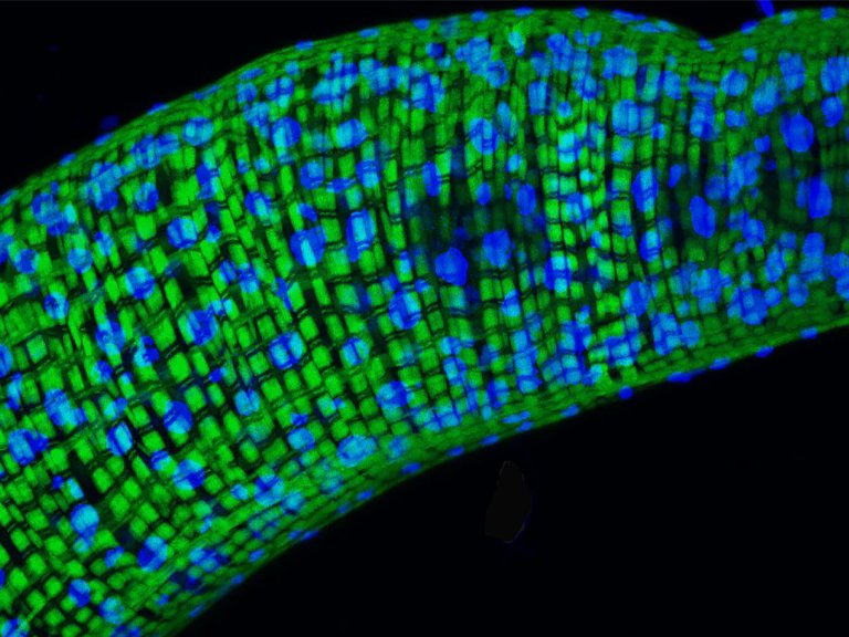 Cientistas precisam repensar estudos sobre genes que controlam envelhecimento