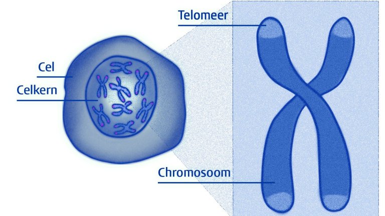 Descoberta sobre telmeros pode nos ajudar a viver mais