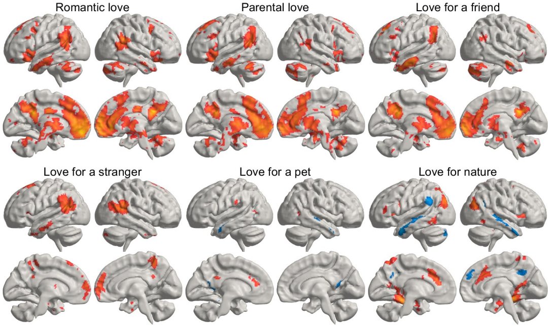 Em busca do amor: Cientistas mostram onde o amor reside no crebro