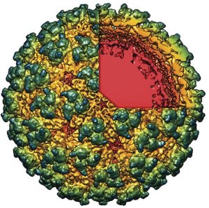 Confuso entre diagnsticos de dengue, zika e chikungunya  preocupante