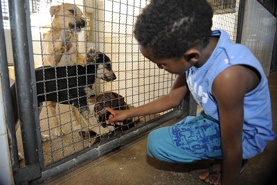 Resoluo caracteriza crueldade, abuso e maus-tratos contra animais