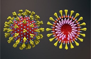 Genomas de coronavrus dos dois pacientes brasileiros so diferentes