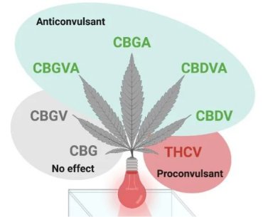 Anvisa libera dois produtos  base de maconha