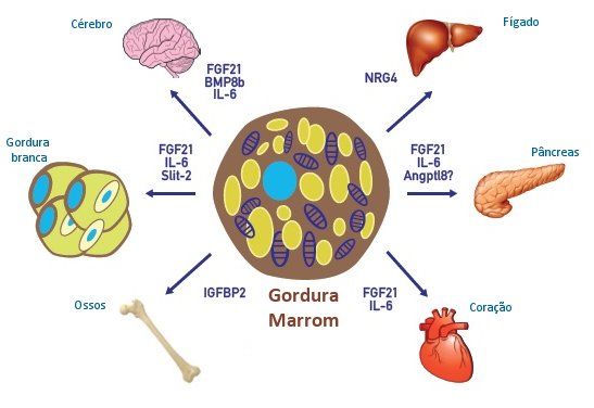 Gordura marrom controla metabolismo da gordura e dos carboidratos