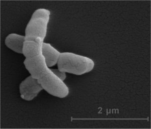 Bactria da pele protege contra doenas dermatolgicas