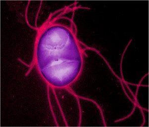 Descoberta conexo entre perda de apetite e infeco bacteriana