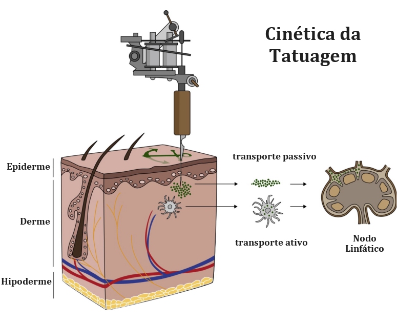 Tatuagens geram nanopartculas que se depositam nos gnglios