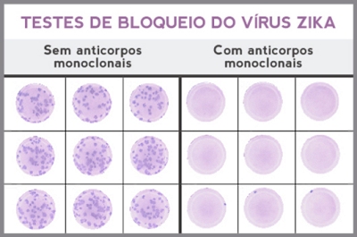 Terapia preventiva contra o zika mostra resultados promissores