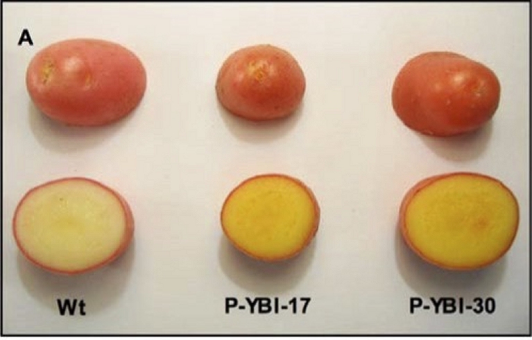 Batata dourada tem pores generosas de vitaminas A e E