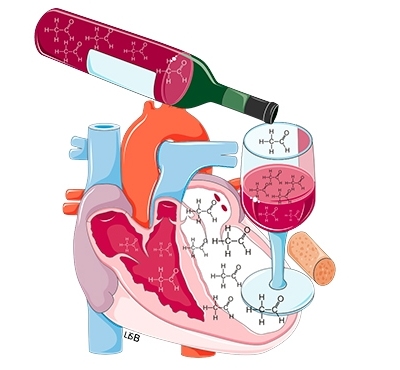 lcool em dose moderada protege o corao - para alguns