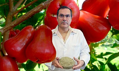 Jambu, da pomada anestsica ao extrato alimentcio