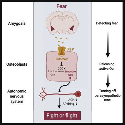 Bone, not adrenaline, drives fight or flight response