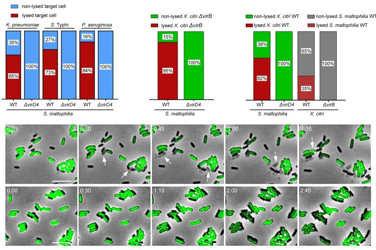 Bactria contra bactria pode render novos antibiticos