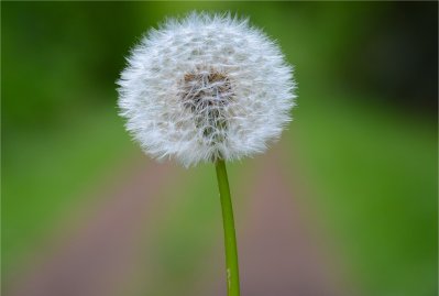 Espermatozoide fecunda o vulo, certo? No  to simples assim