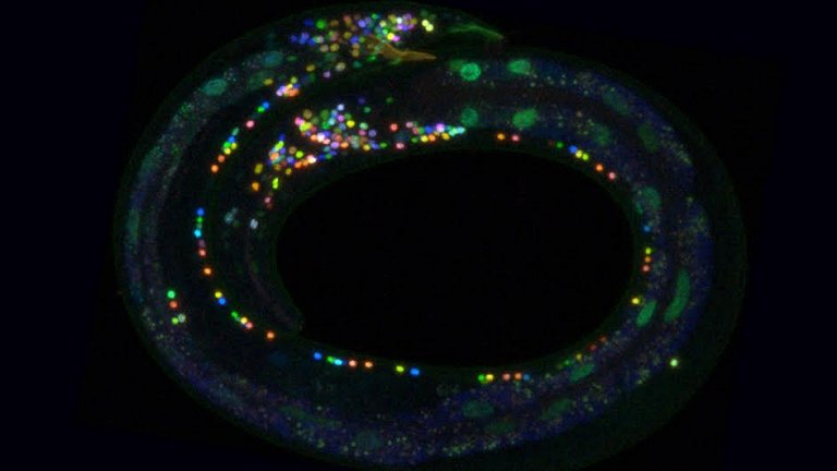 Cientistas pintam cada neurnio do crebro de uma cor diferente