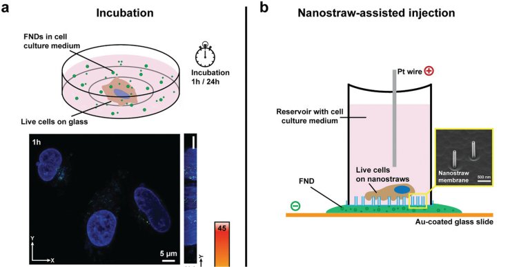 Nanodiamantes fluorescentes permitem monitorar clulas vivas de dentro