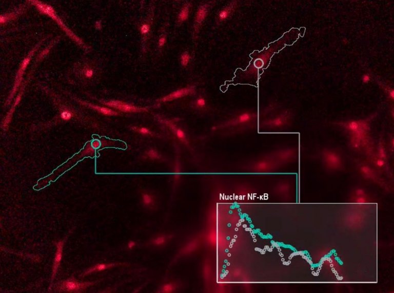 Cientistas decodificam a linguagem das clulas imunolgicas