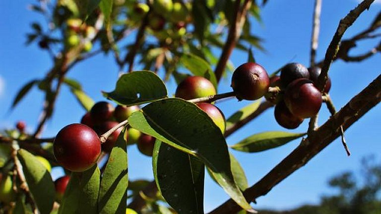 Camu-camu: Fruta amaznica pode virar tratamento contra o cncer