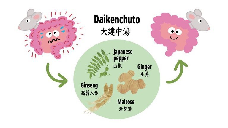 Confirmado: Fitoterpico japons protege intestino contra doenas inflamatrias