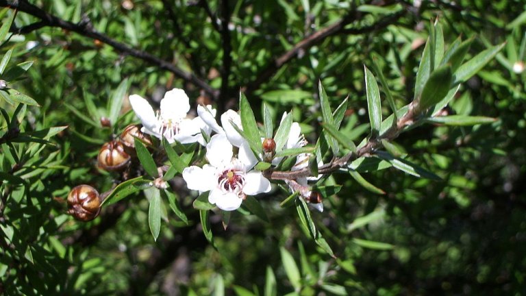 Mel de Manuka ajuda a eliminar infeco pulmonar mortal resistente a medicamentos