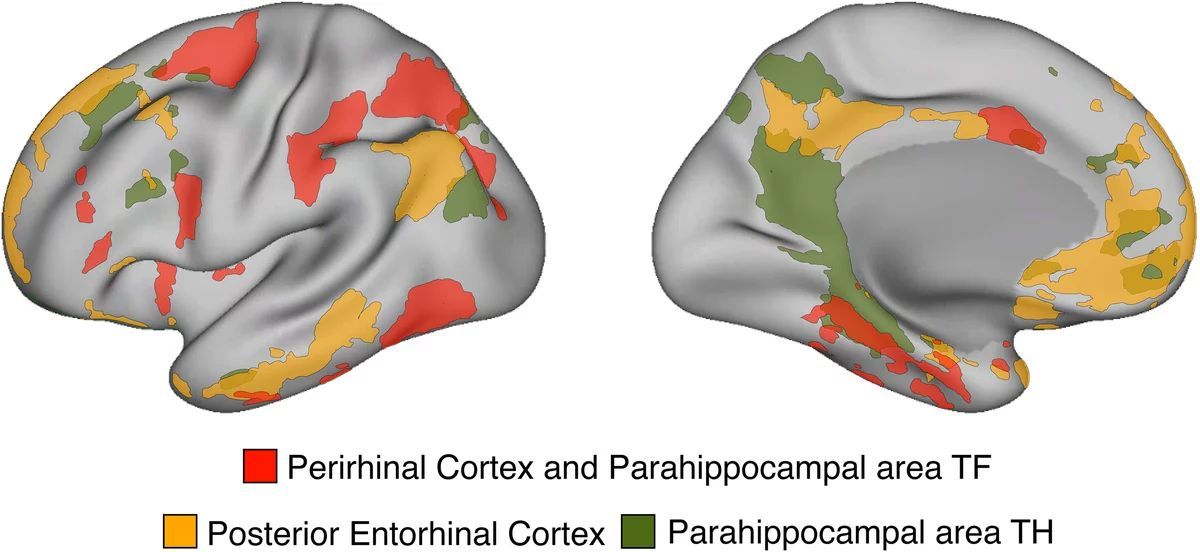 Anatomia da memria: Novas redes mnemmicas descobertas no crebro