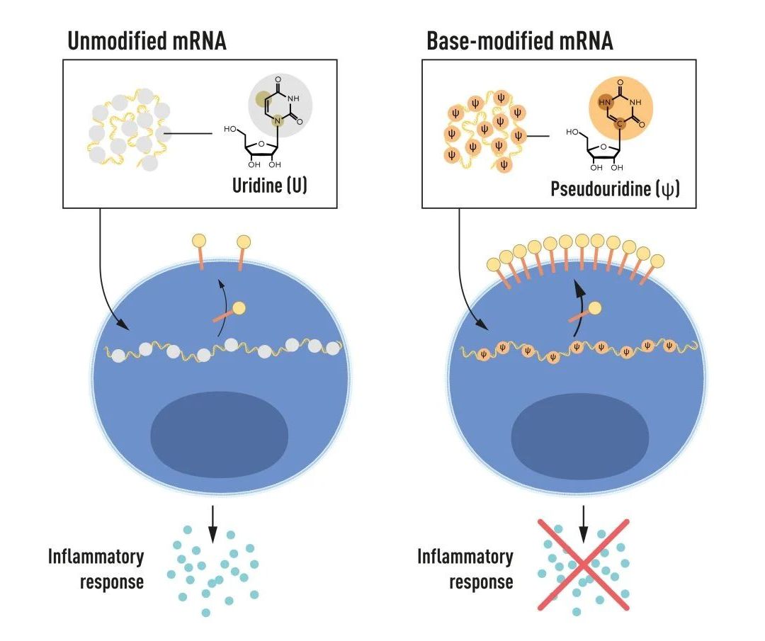 Nobel de Medicina 2023 vai para tecnologia de vacinas de mRNA