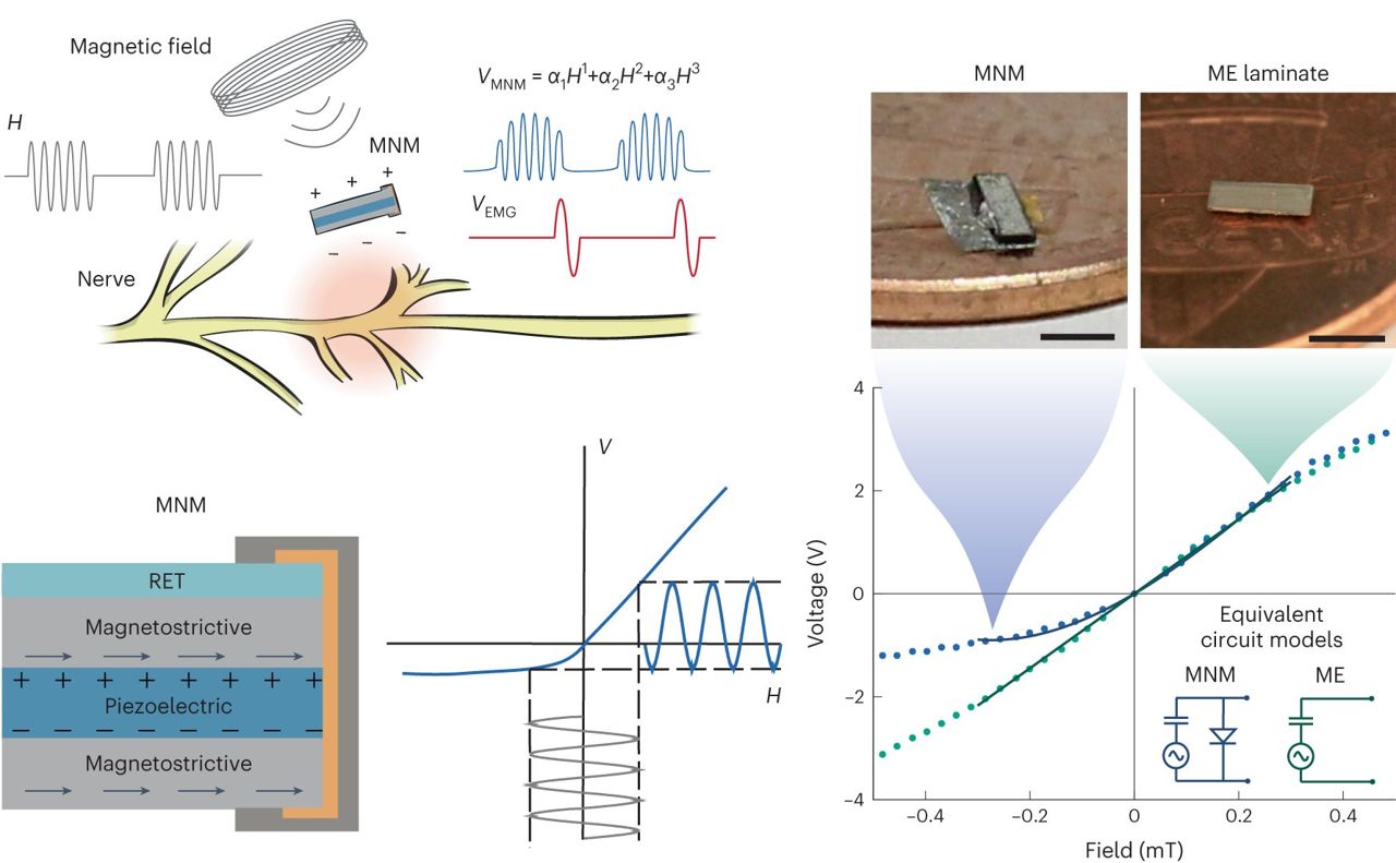 Novo material consegue reconectar nervos cortados