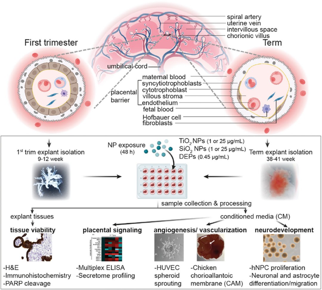 Nanopartculas representam um risco real para bebs no tero