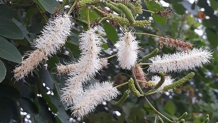 Planta do Cerrado supera medicamentos contra fungo causador da candidase