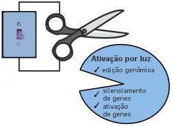 Genes agora podem ser alterados com luz