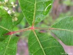 Aroeira com nanotecnologia para tratamento ginecolgico