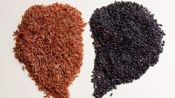 Arrozes preto e vermelho tm alta atividade antioxidante