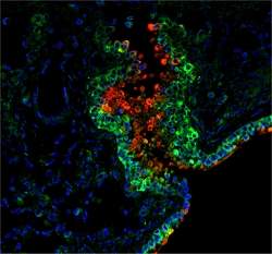 Microbioma intestinal regula processos cerebrais