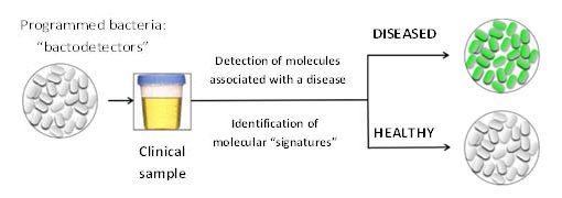 Bactrias so programadas para detectar doenas