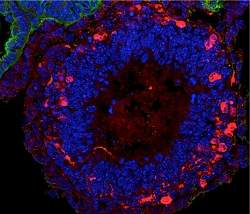 Cientistas constroem glndula pituitria em laboratrio