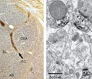 As clulas do medo: identificados neurnios associados ao medo