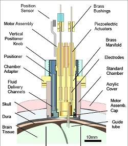 Rob em miniatura implantado no crebro permite controle de prteses e de computadores  distncia