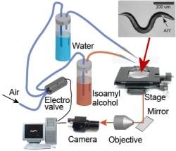 Crebro de animal  controlado com laser