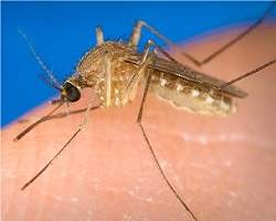 Mosquitos transgnicos vo combater elefantase