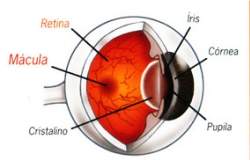 Conhea a degenerao macular relacionada  idade