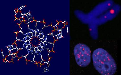 Descoberta molcula de DNA de hlice qudrupla