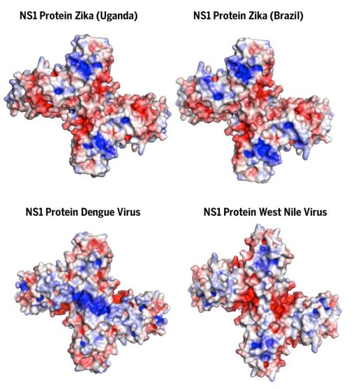 Elucidade estrutura-chave das protenas do vrus Zika