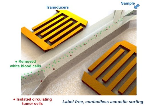 Biochip detecta clulas de cncer usando som