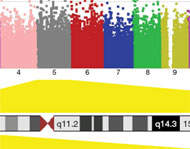 Identificados genes que afetam risco de surgimento do autismo