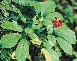 Ginseng  um anti-inflamatrio natural, confirma pesquisa