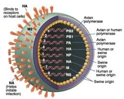 Mutaes no alteraram periculosidade do vrus da gripe A
